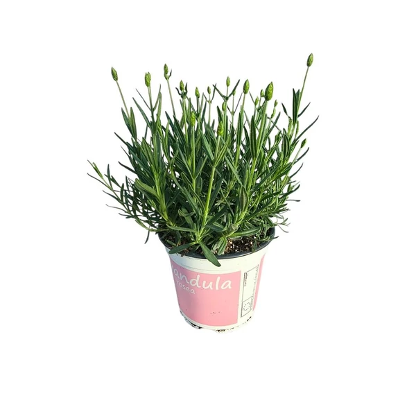 Lavandula angustifolia Rosea Pink - Rózsaszín levendula P12 25/30