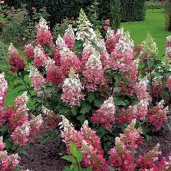 Hydrangea paniculata Pinky Winky  - Bugás hortenzia K2l 20