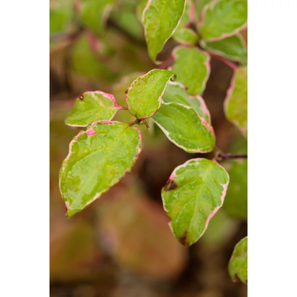 Cornus alternifolia PINKY SPOT ‘Minspot’ – Tarka levelű emeletes som K15 80/120