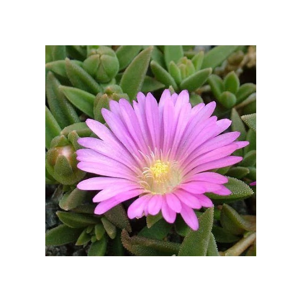 Delosperma obtusum Pink Zulu - Kristályvirág Cs10,5