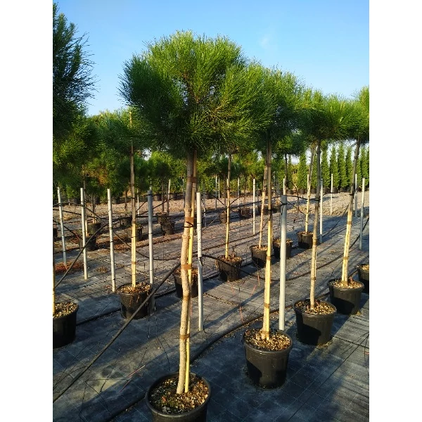 Pinus pinea - Mandulafenyő standard pot C 16/18