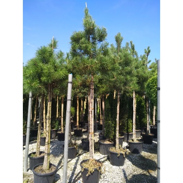 Pinus nigra var. austriaca – Osztrák feketefenyő magas törzsön  175+ 16/18 