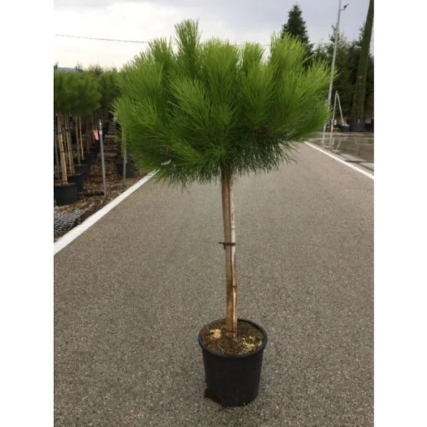 Pinus pinea - Mandulafenyő K18 1/2 törzses 125/150