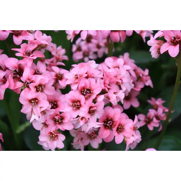 Bergenia 'Pink Dragonfly'' - Bőrlevél D14