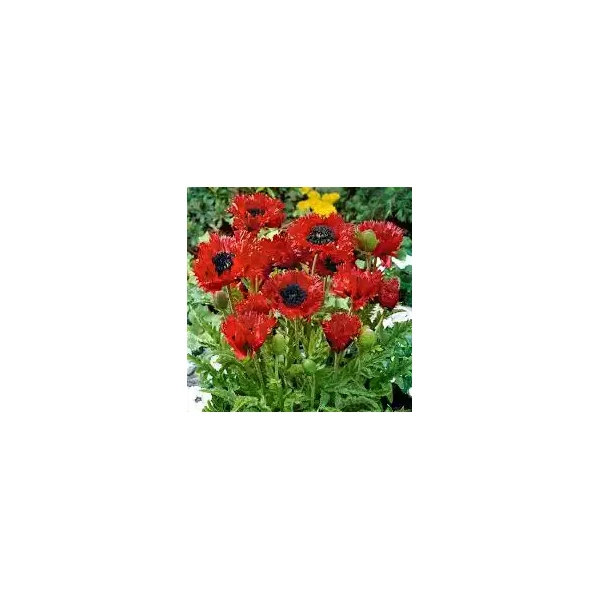 Papaver Türkenlouis - Keleti mák, Díszpipacs CS14