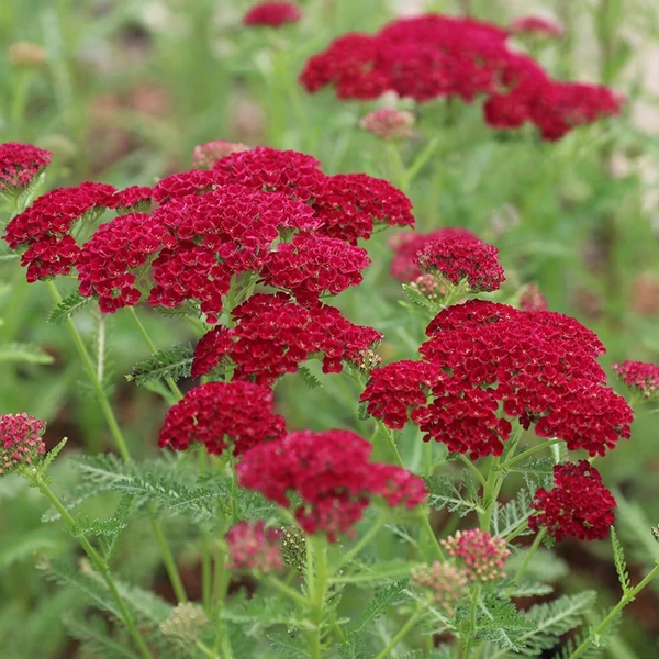 Achillea millefolium Tutti Frutti Pomegranate - Cickafark CS14