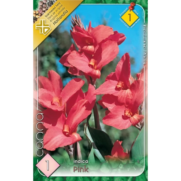 Canna virág Pink 1-db os