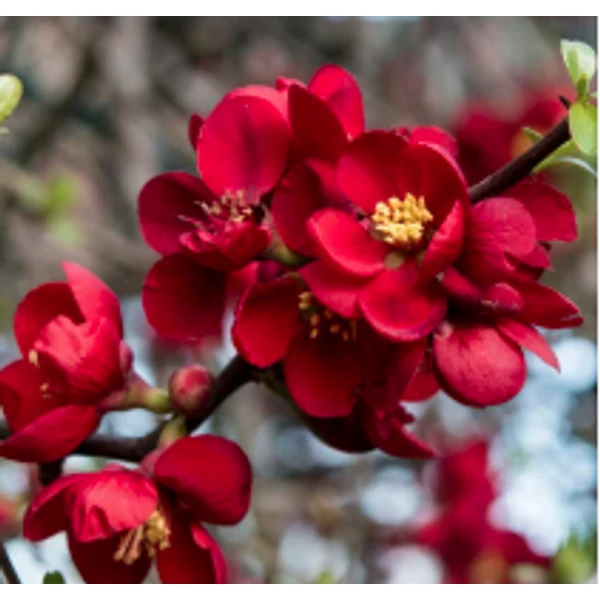 Chaenomeles ×superba 'Crimson and Gold' - Bíbor japánbirs  C2