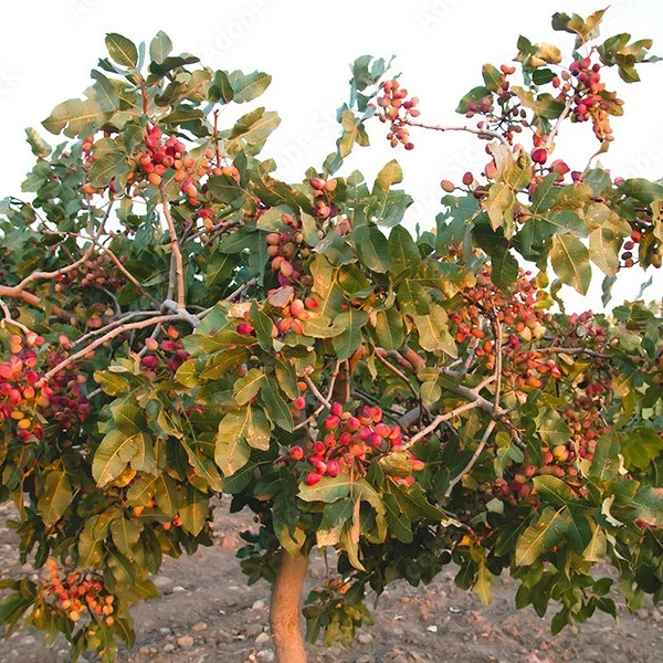 Pistacia "Vera" randy (fiú) suháng 120 cm K 3,6l - Pisztácia