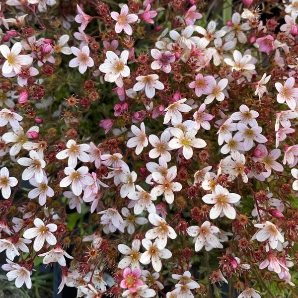 Saxifraga arendsii Pixie Rose- Kőtörőfű CS9
