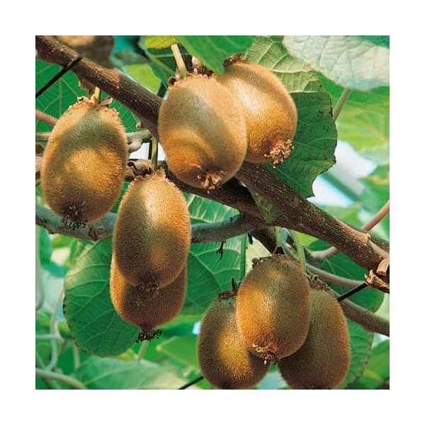 Actinidia - Porzós kivi K2