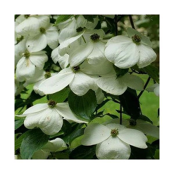 Cornus 'Constellation' EXTRA - Som  EXTRA 250/300 C45L