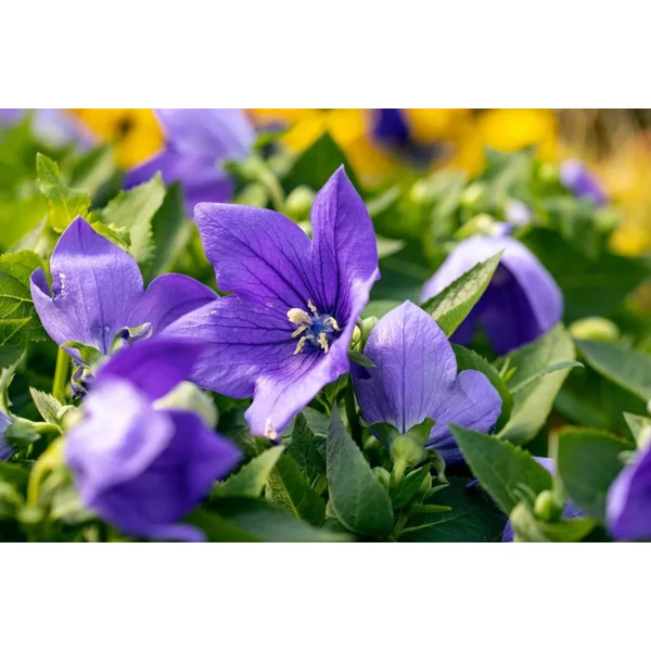 Platycodon grandiflorus 'Astra blue'   - Léggömbvirág kék CS9