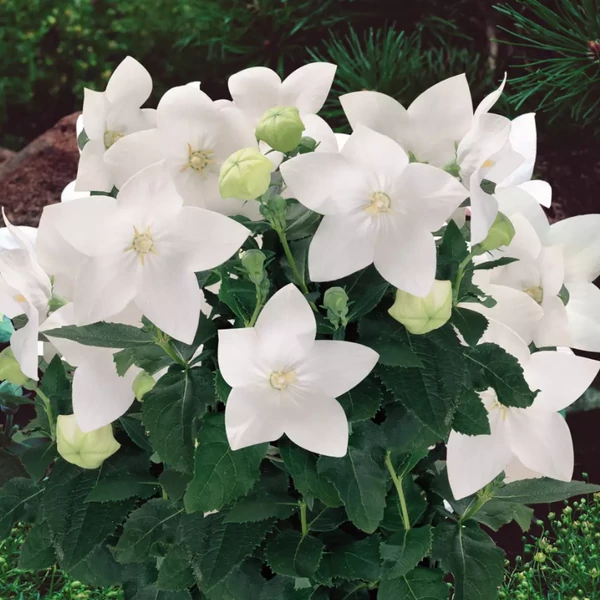 Platycodon grandiflorus 'Astra White'   - Léggömbvirág fehér CS9