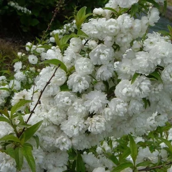 Prunus glandulosa Alba Plena  Japán díszmeggy fehér babarózsa K2L 60/80