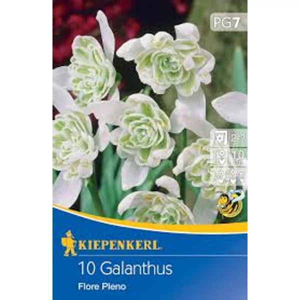 Kiepenkerl Galanthus Flore Pleno hóvirág virághagymák 10db