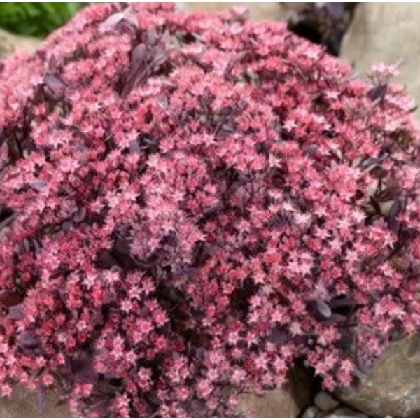 Sedum SunSparkler Plum Dazzled - Varjúháj D14