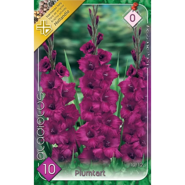 Kardvirág Gladiolus Plumtart 10db/cs