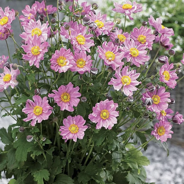 Anemone hybrida Königin Charlotte - Japán szellőrózsa C2