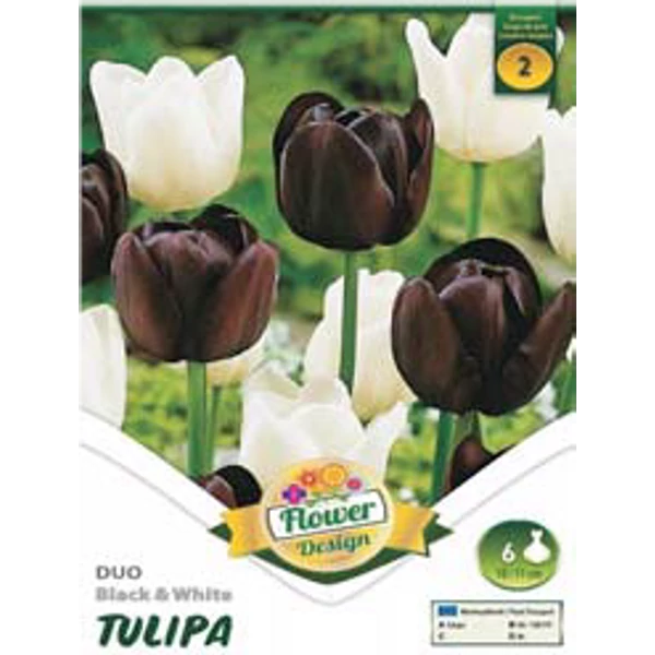 Tulipán virághagyma 6-db-os Duo black and white