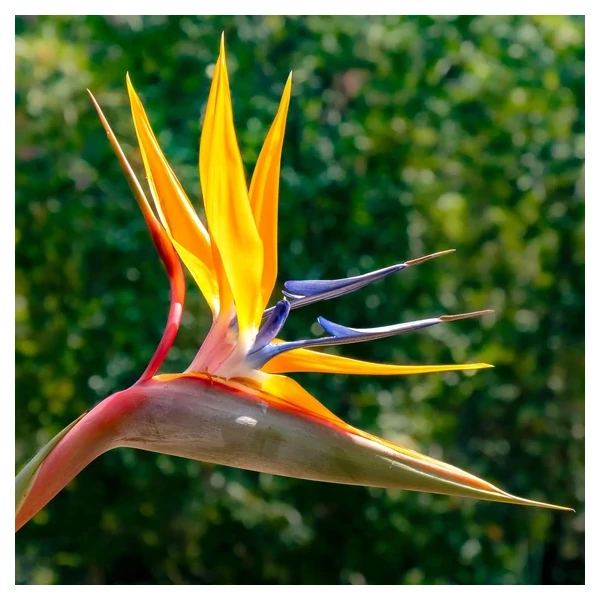 Strelitzia reginae - pompás papagájvirág C9