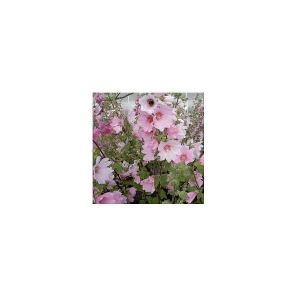 Lavatera 'Barnsley' – Kerti madármályva K2l
