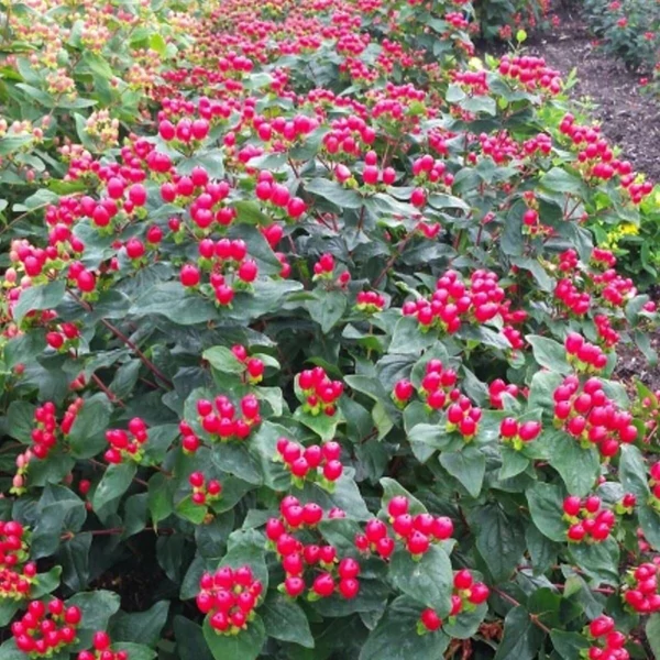 Hypericum x inodorum 'Magical Impression' - Orbáncfű K3 30/40