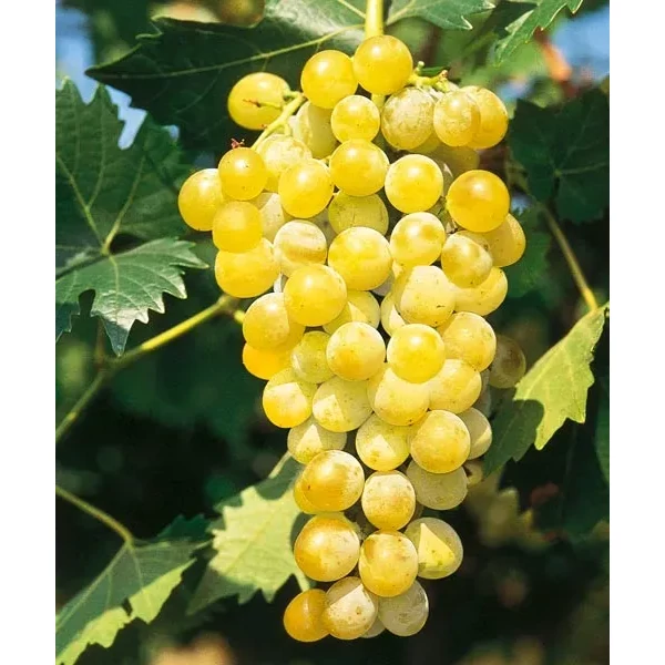 Vitis vinifera - szőlő Pölöskei muskotály K2 30/50