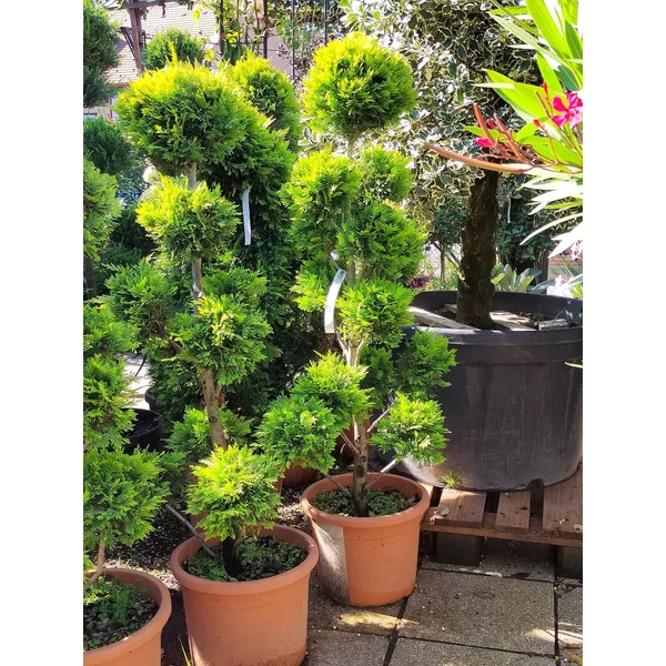 x Cupressocyparis leylandii 'Castlewellan Gold' –  Arany leylandi ciprus Pompon K30 150 