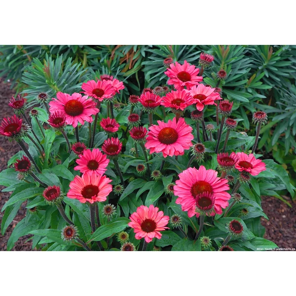 Echinacea 'Sunseekers Pomegranate' - Kasvirág Cs15