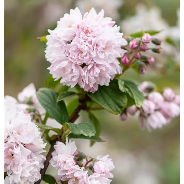 Deutzia Pink Pompom - Gyöngyvirágcserje K3L 40/60