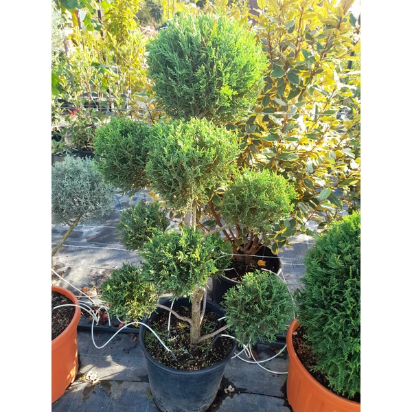 x Cupressocyparis leylandii - Leyland-ciprus Bonsai Bowl 50 H. 100/110