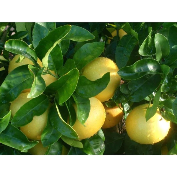 Citrus × paradisi – Pomelo Grépfrút Pompelmo D19 T30 50/70