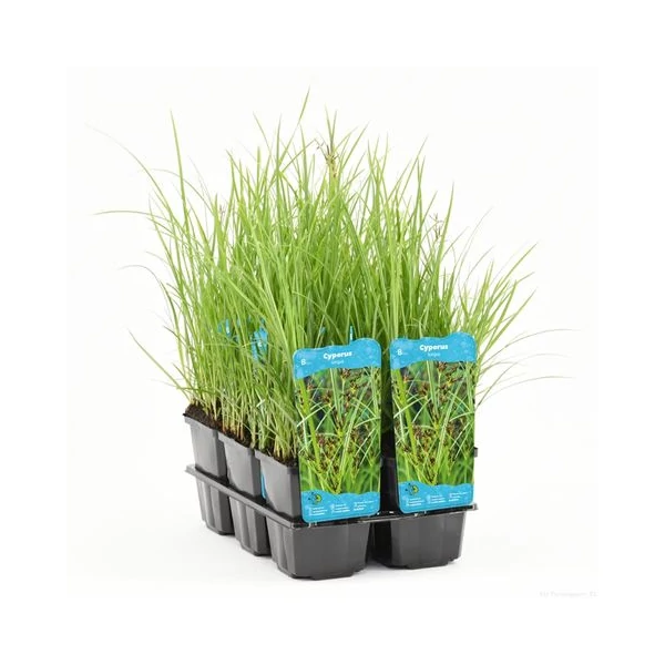 Cyperus longus Hosszú palka