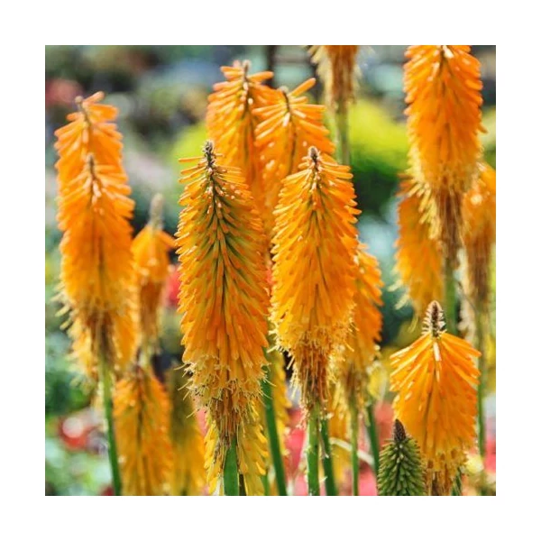 Kniphofia Mango Popsicle fürtös fáklyaliliom D15