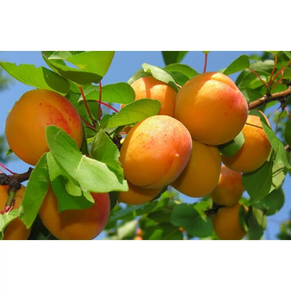 Prunus armeniaca Albicocco- Kajszibarack 1/2 törzses CLT9