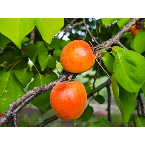 Prunus armeniaca ‘Portici’ – Olasz Portici kajszibarack K15 150/200