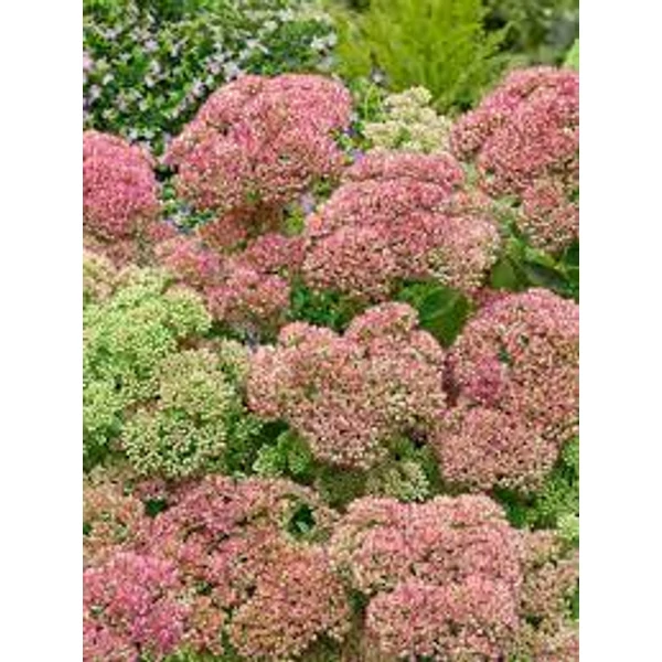Sedum Pure Joy - Varjúháj D14