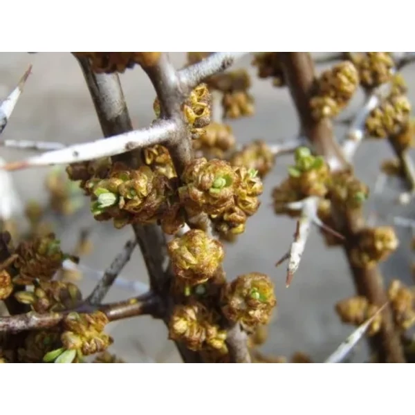Hippophae rhamm. 'Pollmix' - Porzós homoktövis K2 40/50