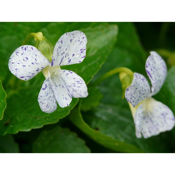Viola sororia Freckles - Pöttyös ibolya CS9