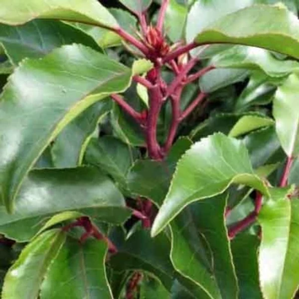 Prunus lusitanica – Portugál babérmeggy 80/100 FL