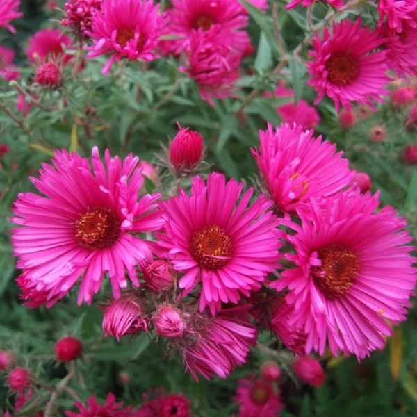 Aster novae-angliae Andenken an Alma Pötschke őszirózsa CS14
