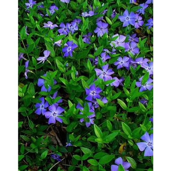 Vinca minor 'Flower Power' - Kis télizöld (halványkék) Cs