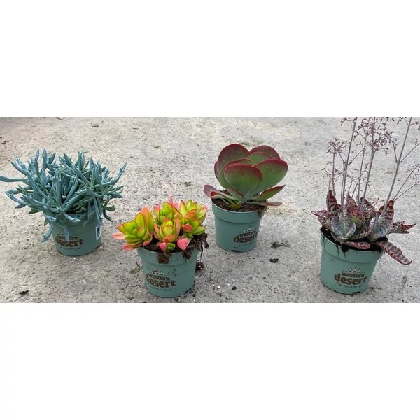 Kalanchoe mix western desert dreams - Pozsgás mix K14