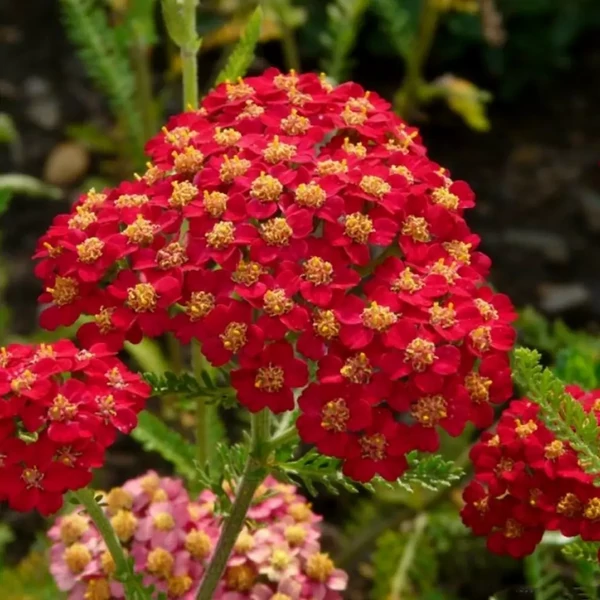 Achillea millefolium Paprika - Cickafark CS9