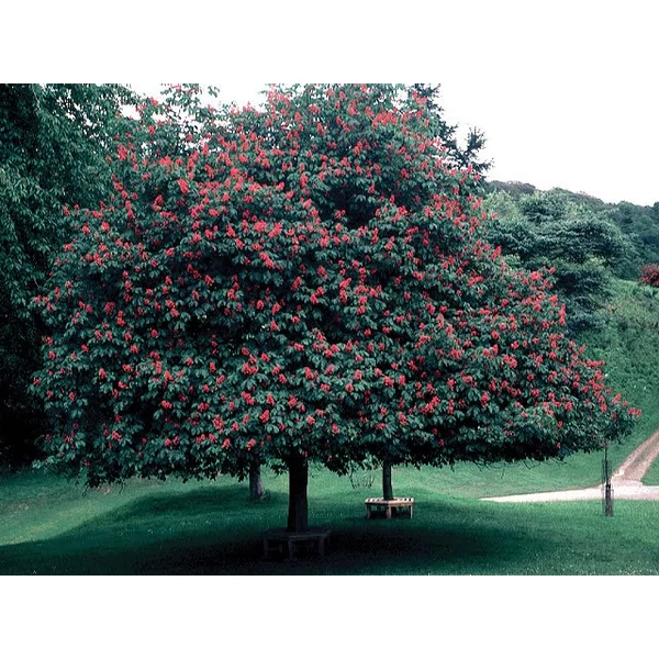 Aesculus x carnea 'Briotti' - Piros virágú vadgesztenye 200-300 K25-60