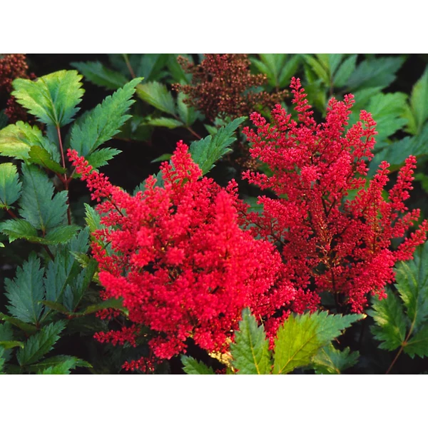 Astilbe - Tollbuga Else Schluck