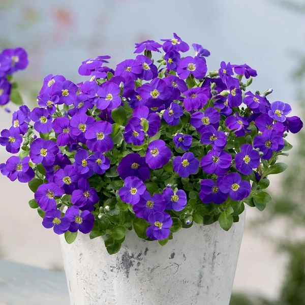 Aubrieta 'Silberrand' – Pázsitviola CS9