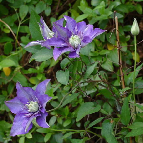 Clematis - Klemátisz K2 