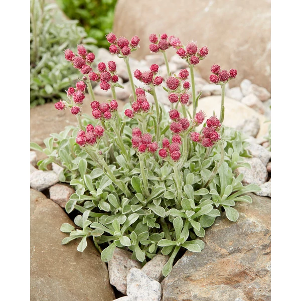 Antennaria dioca Rotes Wunder Cs9